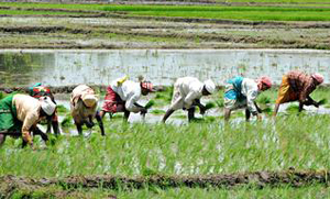 agricultural